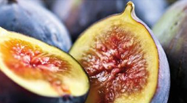 Fig