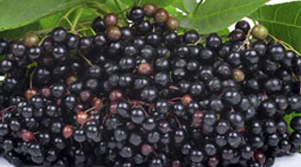 Elderberry