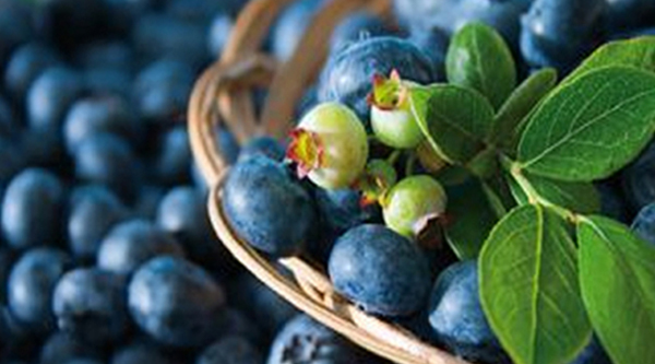 Bilberry (Blueberry)