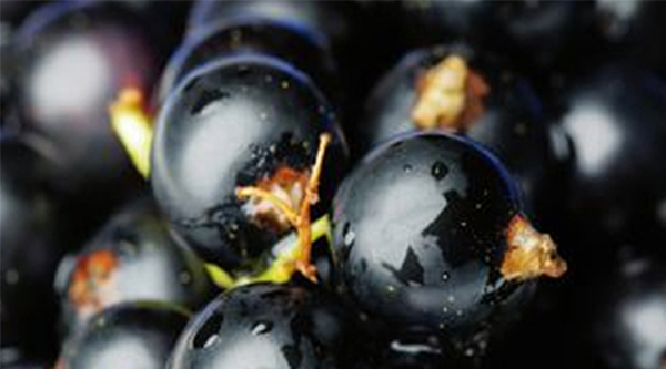 Blackcurrant (Cassis)